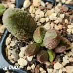 Adromischus Melt Pattern Ice Cream - Image 2
