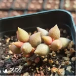 Adromischus Red Dragonfly - Image 2