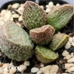 Adromischus Green Frosted Pork Liver - Image 2