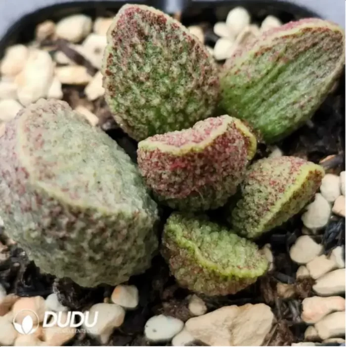 Adromischus Green Frosted Pork Liver - Image 2
