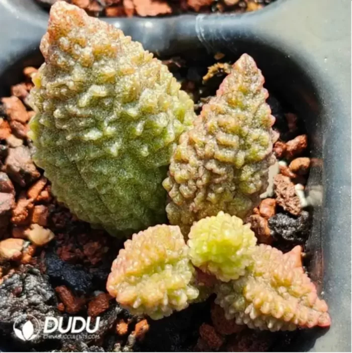 Adromischus Suzaku - Image 2