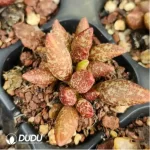 Adromischus Baby Cabbage - Image 2