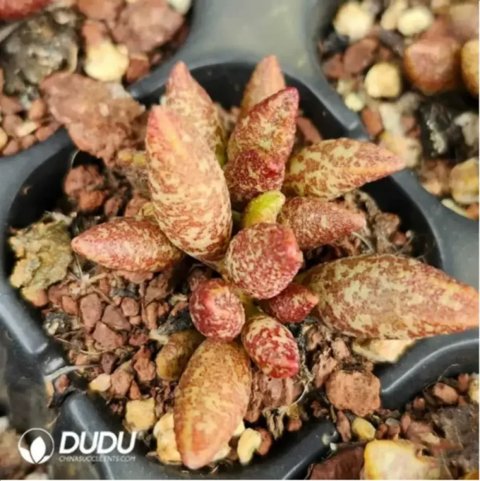 Adromischus Baby Cabbage - Image 2