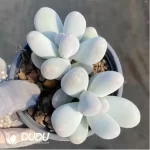Graptopetalum Rice milk Double Head - Image 2