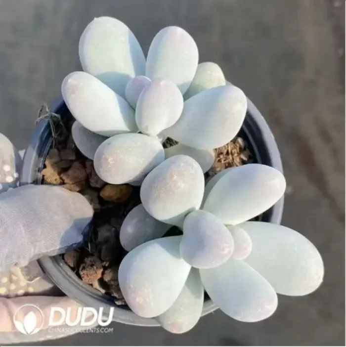 Graptopetalum Rice milk Double Head - Image 2