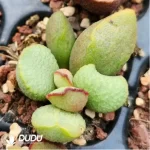Adromischus Big Wave - Image 2