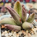 Adromischus Bai Anze - Image 2