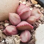 Adromischus Dinosaur Egg - Image 2