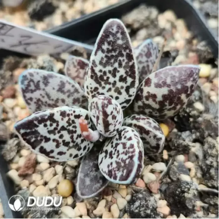 Adromischus Warm Egg Scrub - Image 2