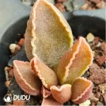Adromischus Black Peacock - Image 2