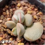 Adromischus Abalone - Image 2