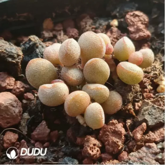 Adromischus 98 Eggs - Image 2