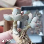 Adromischus KUBU7475 - Image 2