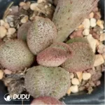 Adromischus White Eggs With Red Edges #74 - Image 2