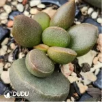 Adromischus Black Sauce - Image 2