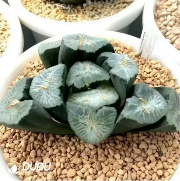 Haworthia Retusa Myojin - Image 2