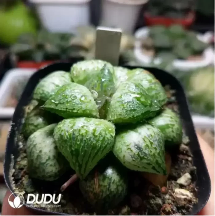 Haworthia Retusa Green Beaver - Image 2