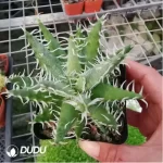 Cactus-Echinocactus Thorned Ivory - Image 2