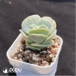 Echeveria Lovely Rose Variegated - Image 2