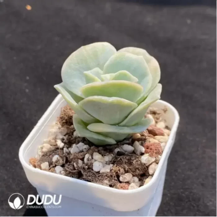 Echeveria Lovely Rose Variegated - Image 2