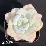 Echeveria Star Snow - Image 2