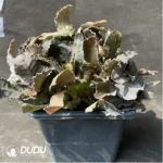 Euphorbia-francoisii - Image 2