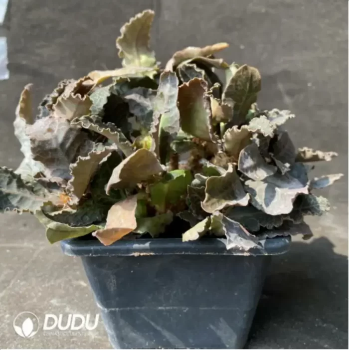 Euphorbia-francoisii - Image 2