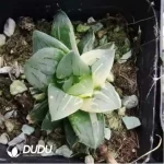 Haworthia Plasticskin - Image 2