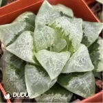 Haworthia Telibaimo - Image 2