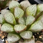 Haworthia Xiangyun Ke - Image 2