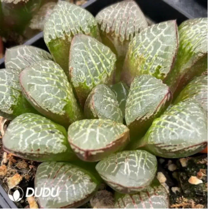 Haworthia Xiangyun Ke - Image 2