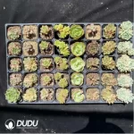 DUDU Collocation-1044 - Image 2