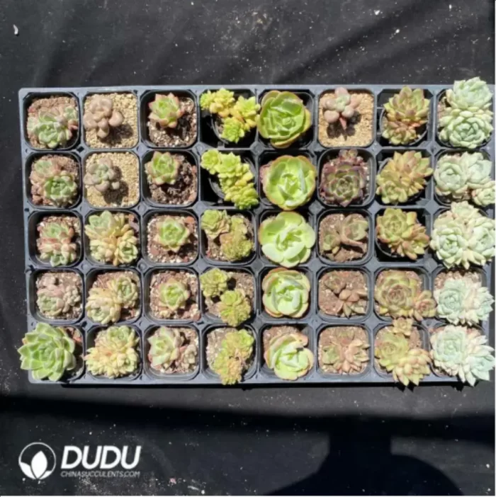 DUDU Collocation-1044 - Image 2