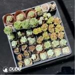 DUDU Collocation-1041 - Image 2