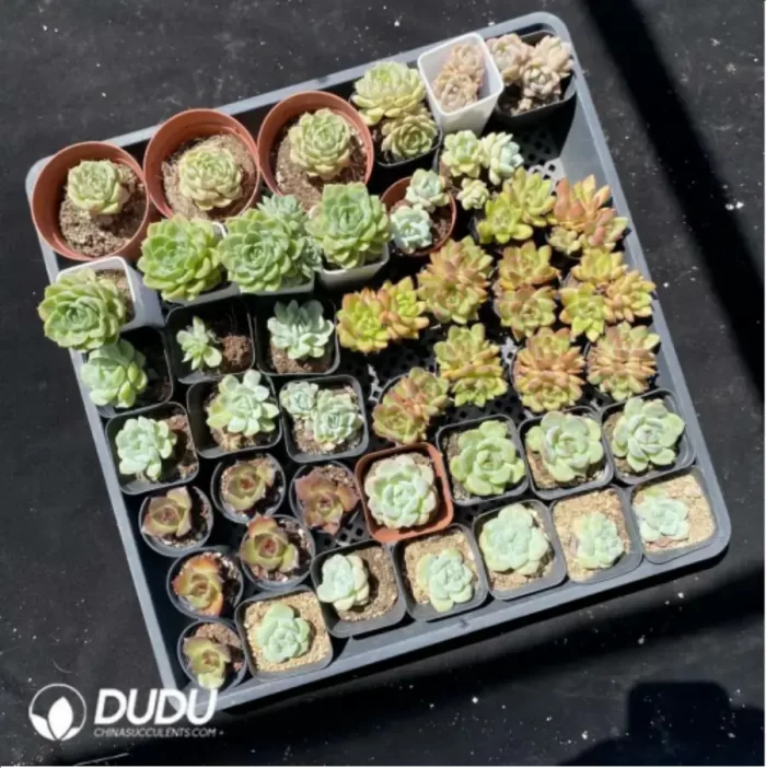 DUDU Collocation-1041 - Image 2