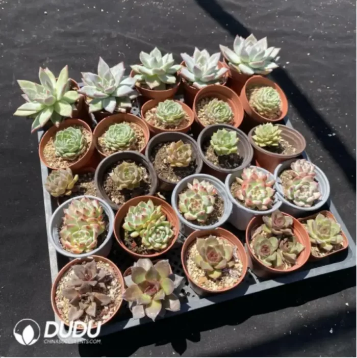 DUDU Collocation-1040 - Image 2