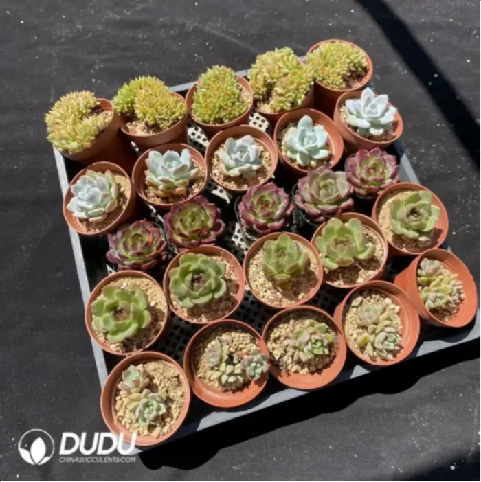 DUDU Collocation-1039 - Image 2