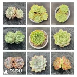 Blind Box Of Echeveria Set (100Pcs Succulents) Moq1 - Image 2