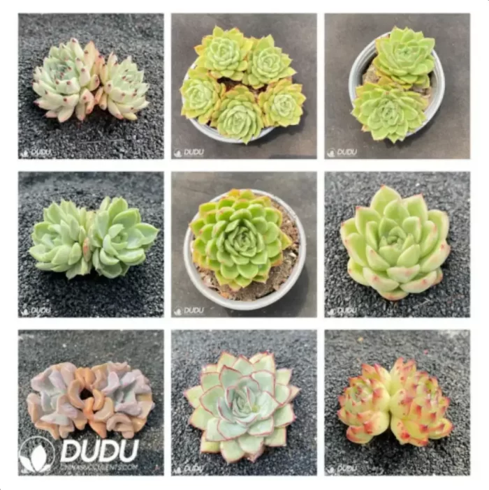Blind Box Of Echeveria Set (100Pcs Succulents) Moq1 - Image 2