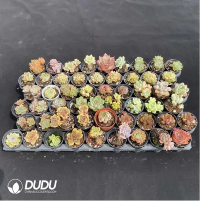 DUDU Collocation-1009 - Image 2