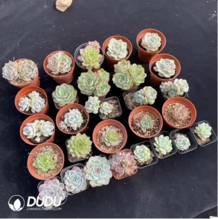 DUDU Collocation-1028 - Image 2