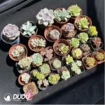 DUDU Collocation-1021 - Image 2