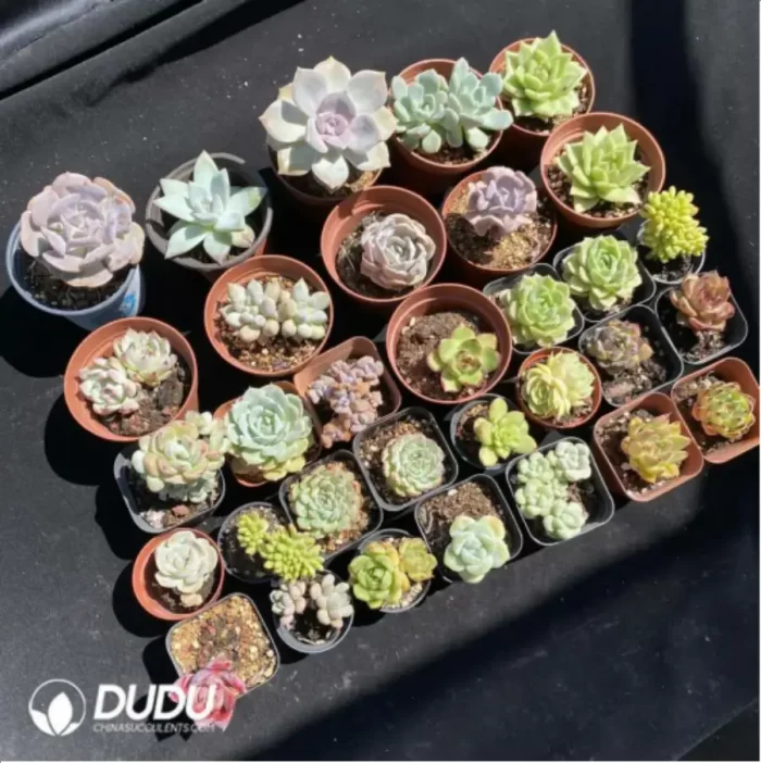 DUDU Collocation-1021 - Image 2