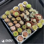 DUDU Collocation-1020 - Image 2