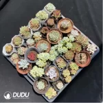 DUDU Collocation-1018 - Image 2