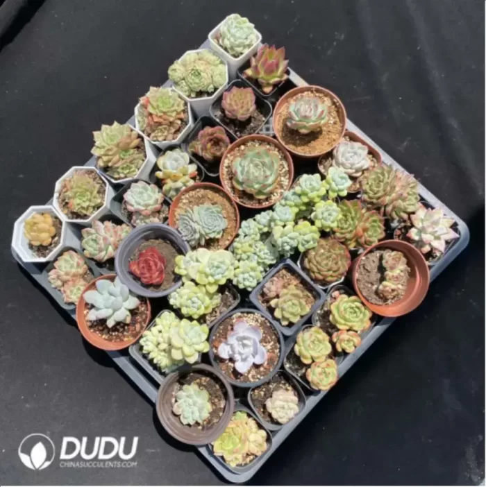 DUDU Collocation-1018 - Image 2