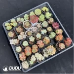 DUDU Collocation-1010 - Image 2