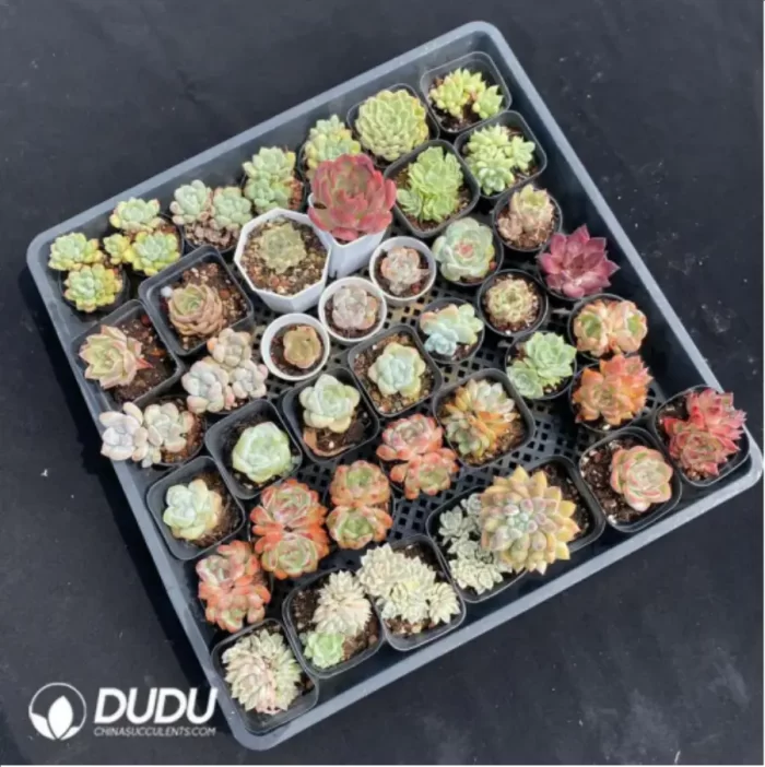 DUDU Collocation-1010 - Image 2