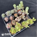 DUDU Collocation-1001 - Image 2