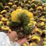 Haworthia TougenKyou Paradise - Image 2